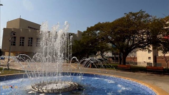 Дорогие женщины!Поздравляем Вас с 8 марта!Муравьиное дерево Табебуйя.