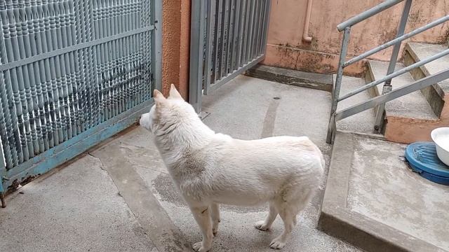 경비견 풍산개 보리 Korean Pungsan Dogs корейская собака Cani coresi Chiens Coréens Perros coreanos Hunde смотреть онлайн