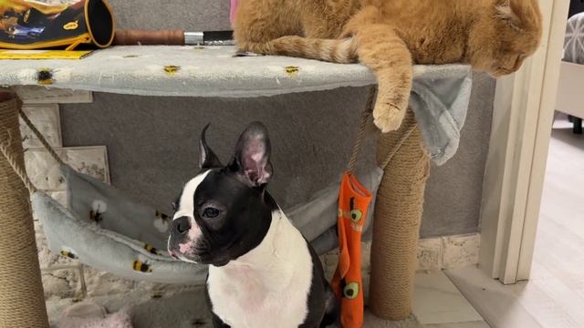 Котоконтроль👀🤣 собака Тайсон и контроллер кот Персик, смешные животные приколы смотреть онлайн