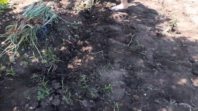 Огорчил урожай ярового чеснока. смотреть онлайн