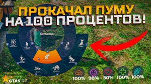 прокачал пуму на 100 процентов в gta 5 rp!Полный гайд по животным!