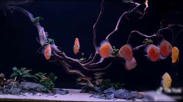 Beautiful Discus Aquarium Tank 50 смотреть онлайн