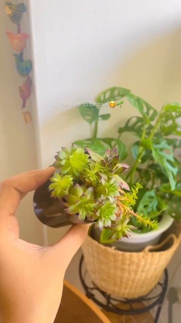 𝐂𝐨𝐦𝐦𝐨𝐧 𝐡𝐨𝐮𝐬𝐥𝐞𝐞𝐤 𝐩𝐥𝐚𝐧𝐭 | 𝐒𝐞𝐦𝐩𝐞𝐫𝐯𝐢𝐯𝐮𝐦 𝐭𝐞𝐜𝐭𝐨𝐫𝐮𝐦 #sempervivum смотреть онлайн