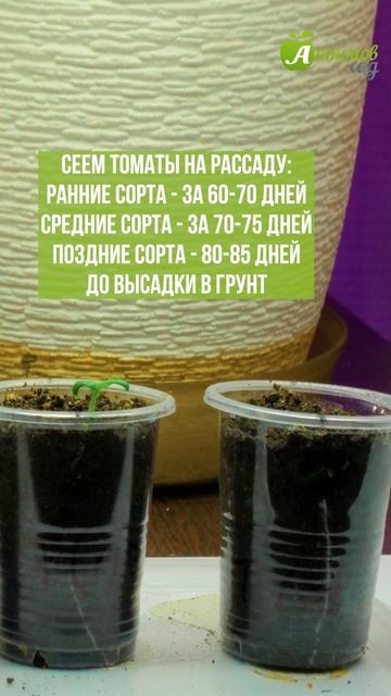 Когда сажать томаты на рассаду? смотреть онлайн