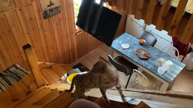 Киска и розовый мячик. смотреть онлайн