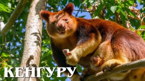 Древесные кенгуру: Таинственные Акробаты Леса | Интересные факты про кенгуру