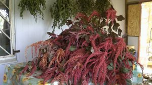 Заготовка чая из амаранта Валентина и Крепыш с ферментацией листьев