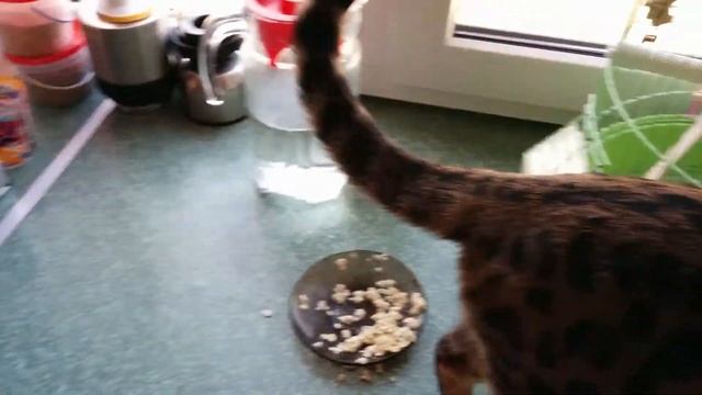 Бесси кушает овсянку.