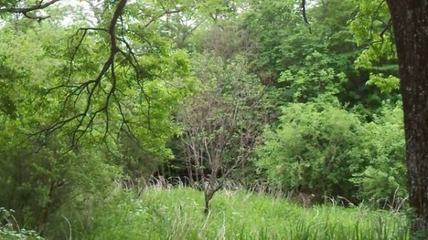 Old tree in a forest clearing - Старое дерево на лесной поляне - Relax nature video