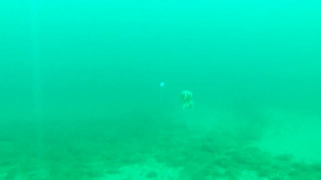 Downrigger camera housing test footage. Lake Michigan Salmon Fishing. смотреть онлайн