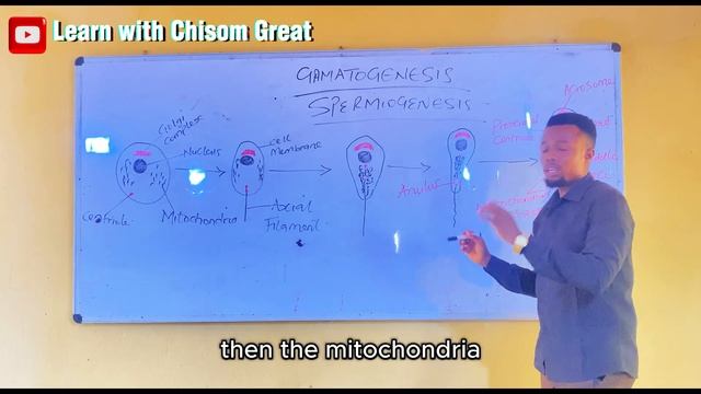 SPERMATOGENESIS (GAMETOGENESIS) смотреть онлайн