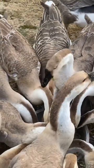Beautiful Goose are eating their food -Raising natural geese смотреть онлайн