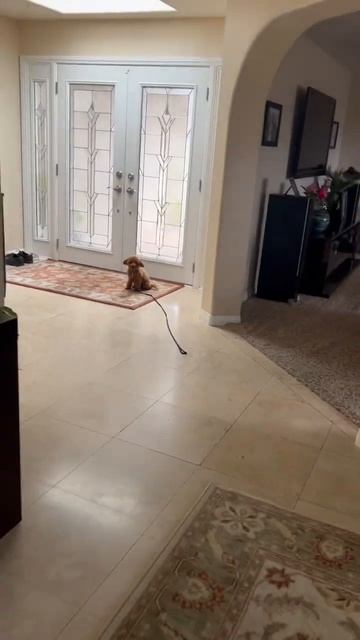 Training to stop so coyotes can’t get him смотреть онлайн