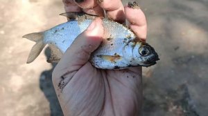 фидер kaida neoxoen | река Дон | 17 августа 2023