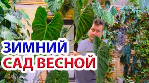 Зимний сад - оранжерея в начале весны