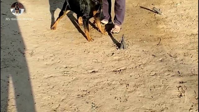 Fresh Rottweiler on heat female dog for sale | American Rottweiler смотреть онлайн
