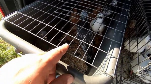 ФОРУМ ГОЛУБЕВОДОВ-август 2024г.