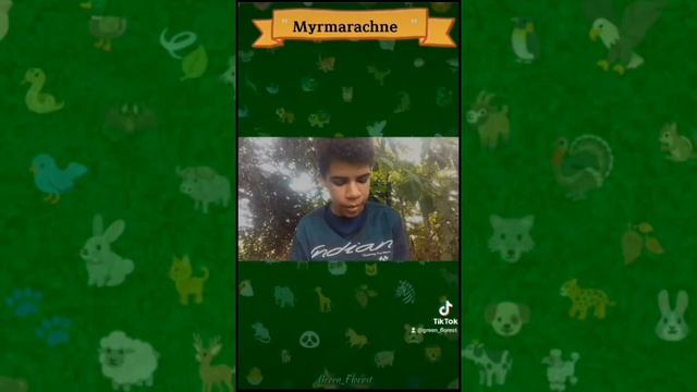 ℙ𝕒𝕣𝕥 7 𝑻𝒊𝒌𝑻𝒐𝒌 (~Myrmarachne~) смотреть онлайн