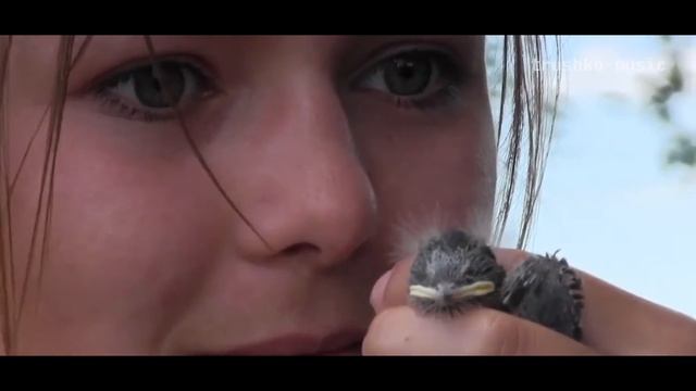 Ласточка смотреть онлайн