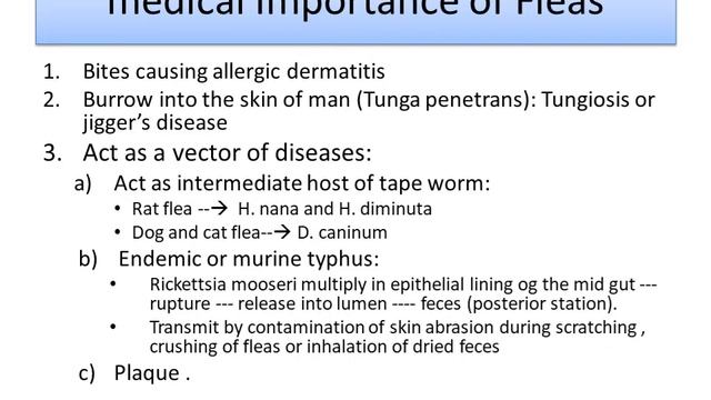 Fleas смотреть онлайн