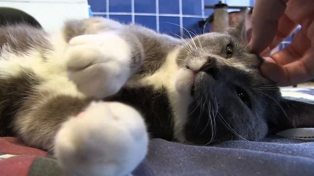 Could a Cat Crack Logan Roy's Hard Exterior? Brian Cox Himself Weighs In смотреть онлайн