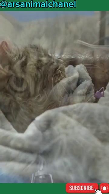 Feline Upper Respiratory Infection (URI) #shorts смотреть онлайн