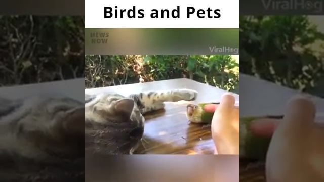 Дружба животных смотреть онлайн