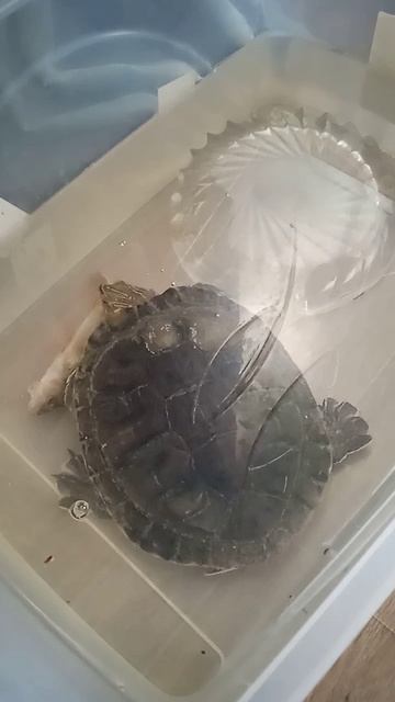 Красноухая черепаха с удовольствием ест на обед свежего речного окуня смотреть онлайн