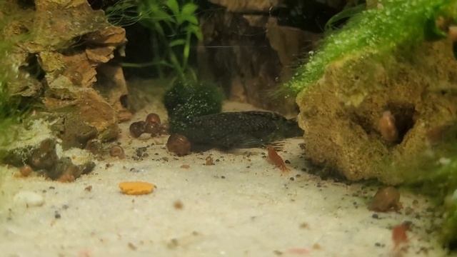 Тихий ужас в "травнике" смотреть онлайн