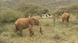 Тайны жизни слонов 2 серия (документальный сериал, 2009)