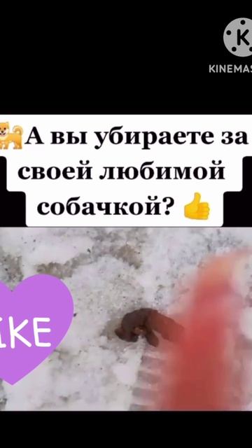 А Вы убираете за своей любимой собачкой 🙏? Я это делаю всегда и Вам советую.👍 смотреть онлайн