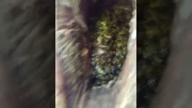Дикие пчелы в дупле смотреть онлайн
