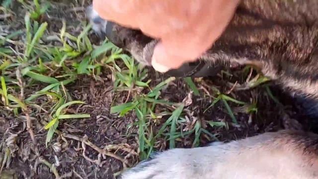 War Dog Damon смотреть онлайн