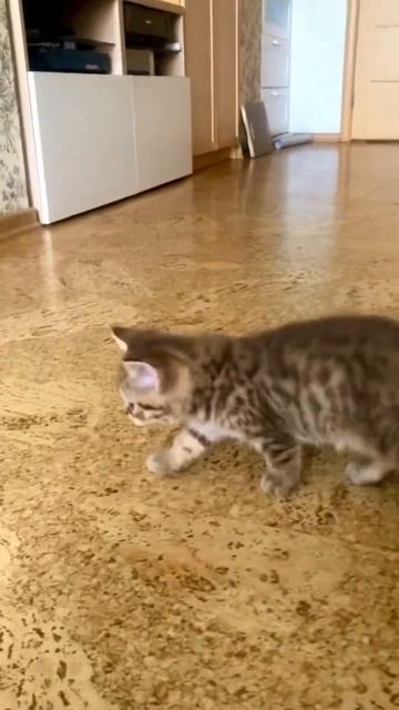 Золотая девочка шиншилла табби смотреть онлайн