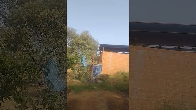 Lechugas, frutales y cebollas смотреть онлайн