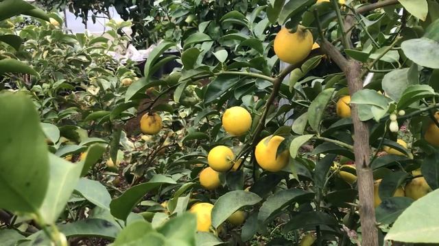 Chinotto, Sweet Lime & Bergamot Citrus смотреть онлайн