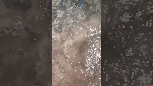 Рыба хирург на мелководье смотреть онлайн