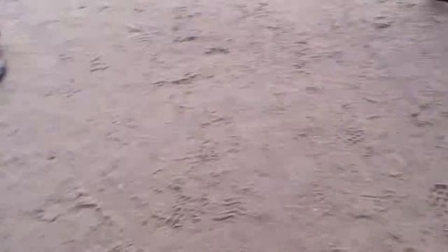 Тюлень в Риге смотреть онлайн