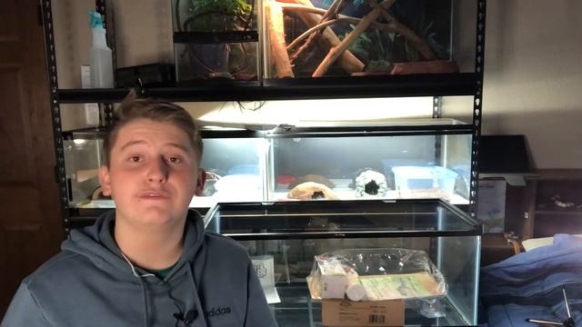 How To Set Up A Leopard Gecko Tank! смотреть онлайн