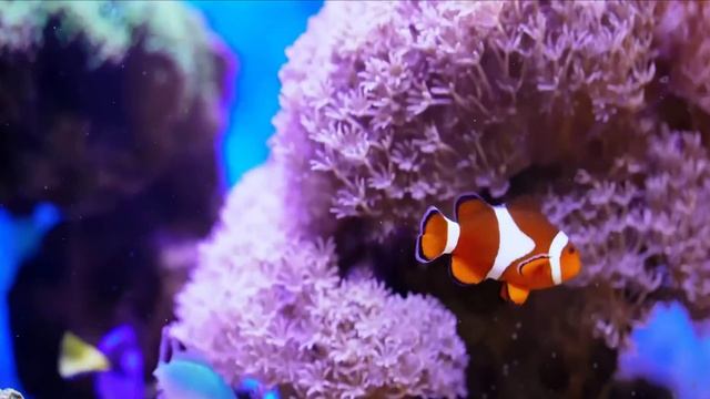 Красивые аквариумные рыбки смотреть онлайн