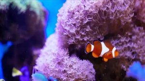 Красивые аквариумные рыбки