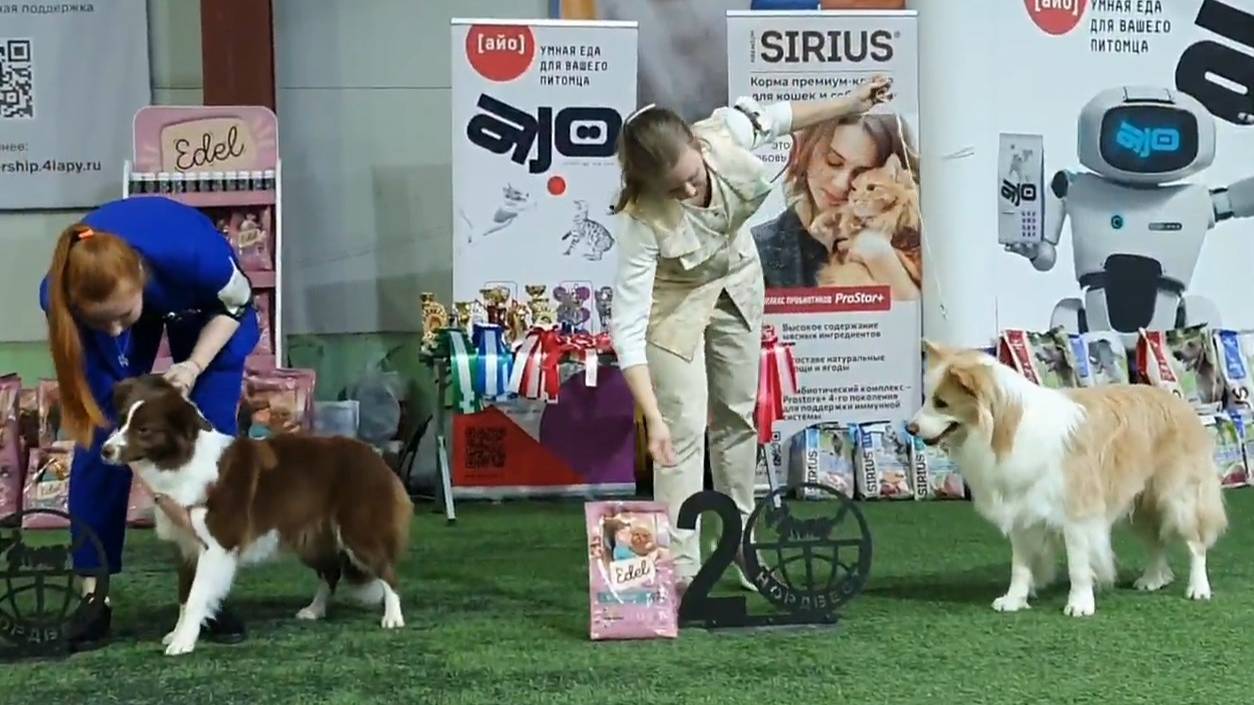 02.03.2025, СПб. Клуб "Нордвест-1" (РКФ, РФЛС). Моно БОРДЕР КОЛЛИ смотреть онлайн