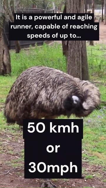 Bird Fact #3 #Shorts смотреть онлайн