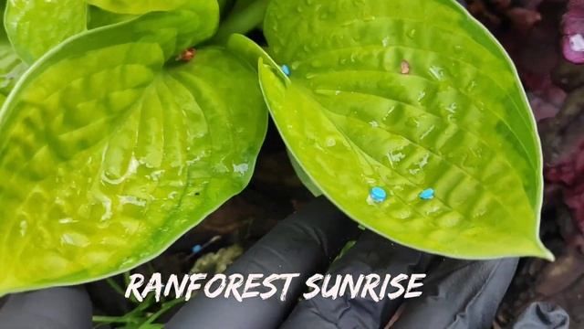 Хоста Warwick Comet и компания...хосты с подобной формой листа...#hosta #коллекция #сорта смотреть онлайн