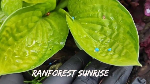 Хоста Warwick Comet и компания...хосты с подобной формой листа...#hosta #коллекция #сорта