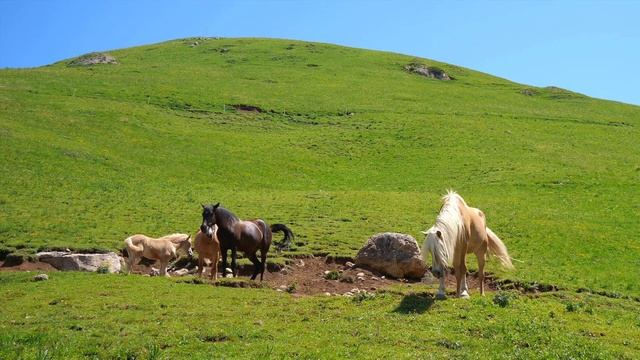 Âm thanh động vật ăn cỏ - Voi, ngựa, bò, cừu, dê, hươu cao cổ, gấu trúc - Những con vật quen thuộc смотреть онлайн
