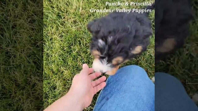 Pancho and Priscilla/F1 Mini Bernedoodles/Grandeur Valley Puppies смотреть онлайн