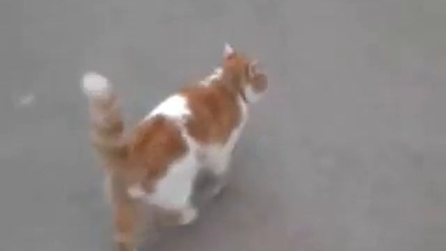 Кот разговаривает! смотреть онлайн