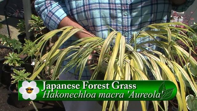 Down to Earth Plants смотреть онлайн