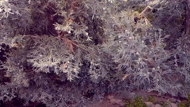 Arizónica (Viejo Den) смотреть онлайн